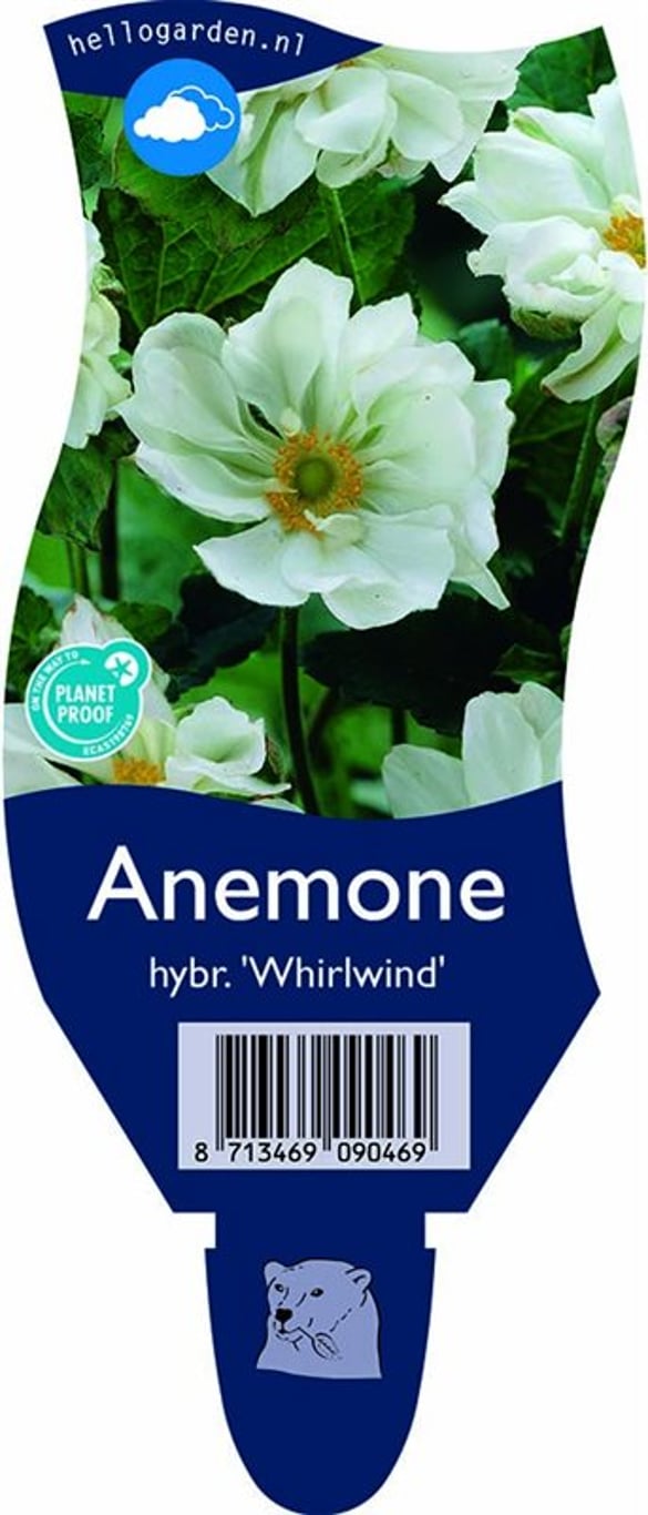 Anemone hyb. 'Whirlwind' - P11